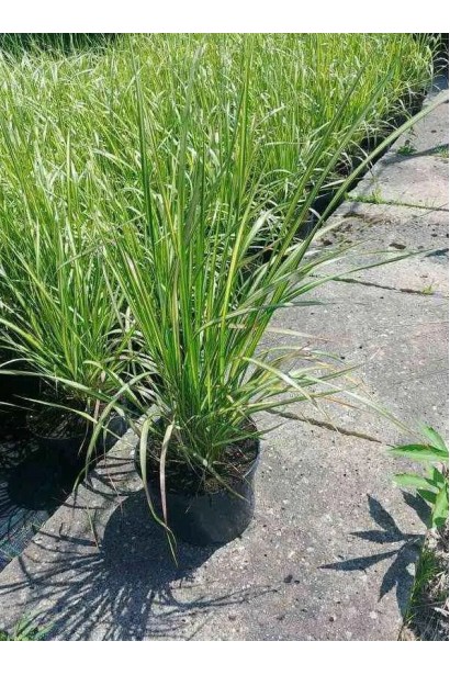 Війник гостроквітковий Інгленд в контейнері